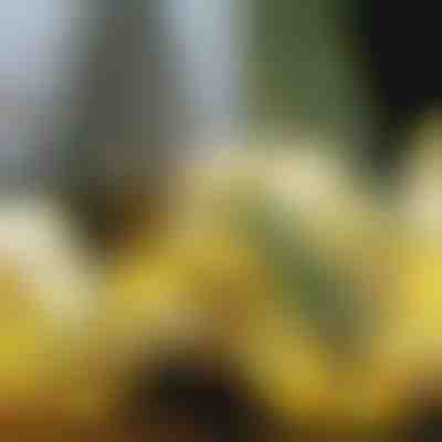 Λαμπερή χριστουγεννιάτικη κορδέλα (500 cm) | SHINESTRAP