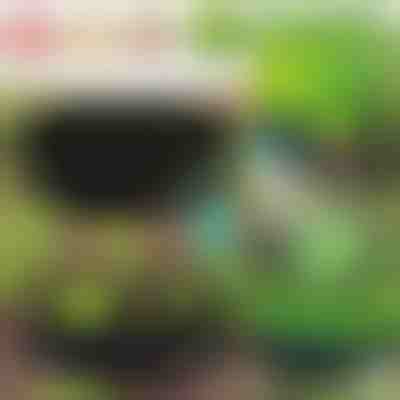 Οικολογικός κήπος για τα φυτά σας | PLANTIE